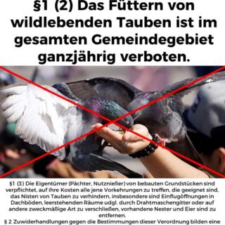 Tauben füttern ist in Gössendorf ganzjährig verboten – Nester sind zu entfernen