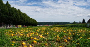 Das beste Kürbiskernöl g.g.A. im Bezirk kommt aus Gössendorf und Hitzendorf