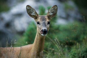 Häufung von Wildunfällen in Gössendorf – Freilaufende Hunde noch immer ein Problem